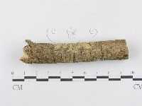 射脈菌屬藏品圖，第5張