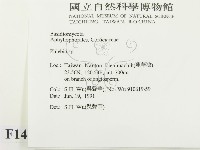 射脈菌屬藏品圖，第2張