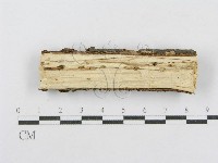 射脈菌屬藏品圖，第3張