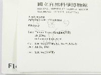 射脈菌屬藏品圖，第2張