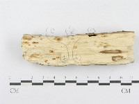 射脈菌屬藏品圖，第3張