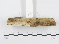 射脈菌屬藏品圖，第4張
