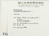 射脈菌屬藏品圖，第2張