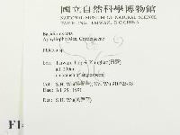 射脈菌屬藏品圖，第2張