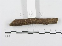 射脈菌屬藏品圖，第4張