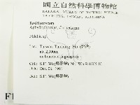 射脈菌屬藏品圖，第2張