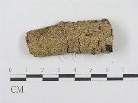 射脈菌屬藏品圖，第1張