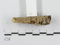 射脈菌屬藏品圖，第4張