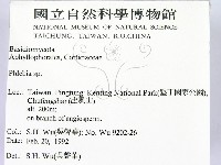 射脈菌屬藏品圖，第2張