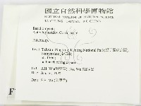 射脈菌屬藏品圖，第2張