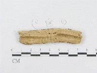 射脈菌屬藏品圖，第3張