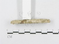 射脈菌屬藏品圖，第4張