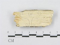 射脈菌屬藏品圖，第3張