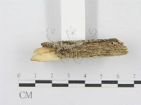 射脈菌屬藏品圖，第4張