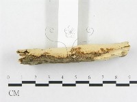射脈菌屬藏品圖，第5張