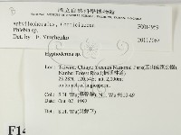 射脈菌屬藏品圖，第2張