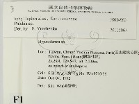 射脈菌屬藏品圖，第2張