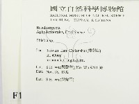 射脈菌屬藏品圖，第2張