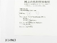 射脈菌屬藏品圖，第2張