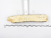 射脈菌屬藏品圖，第4張