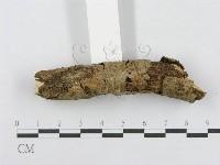 射脈菌屬藏品圖，第3張