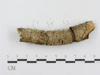 射脈菌屬藏品圖，第4張