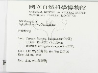 射脈菌屬藏品圖，第2張