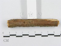 射脈菌屬藏品圖，第5張