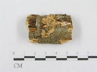 射脈菌屬藏品圖，第1張