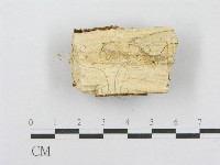 射脈菌屬藏品圖，第3張