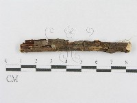 射脈菌屬藏品圖，第3張