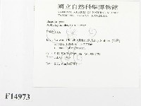 射脈菌屬藏品圖，第2張