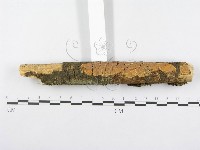 射脈菌屬藏品圖，第3張