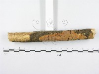 射脈菌屬藏品圖，第4張