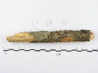 射脈菌屬藏品圖，第5張