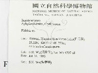 射脈菌屬藏品圖，第2張