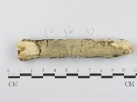 射脈菌屬藏品圖，第1張