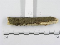 射脈菌屬藏品圖，第4張