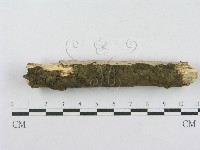 射脈菌屬藏品圖，第5張