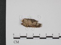 登錄號:F0014983藏品圖，第1張