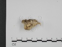 登錄號:F0014985藏品圖，第1張