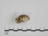登錄號:F0014985藏品圖，第3張