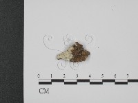 登錄號:F0014986藏品圖，第1張