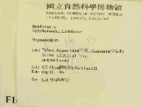 絲齒菌屬藏品圖，第2張