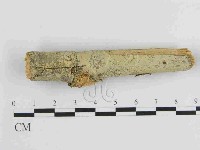 絲齒菌屬藏品圖，第1張