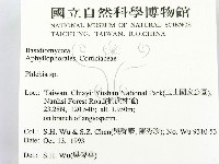射脈菌屬藏品圖，第2張