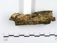 射脈菌屬藏品圖，第3張