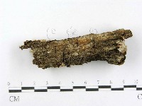 射脈菌屬藏品圖，第4張