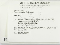 射脈菌屬藏品圖，第2張