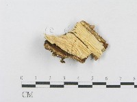 射脈菌屬藏品圖，第3張